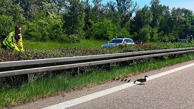 Eine Ente mit ihren sieben Küken spaziert seelenruhig über die Autobahn. Die Polizei sorgt für sicheres Geleit.
