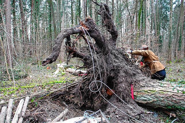 Bild 10: Die spektakulären Narrenbaum-Momente aus dem Altbohlwald: Holzhauer der Narrizella Ratoldi schlagen zu