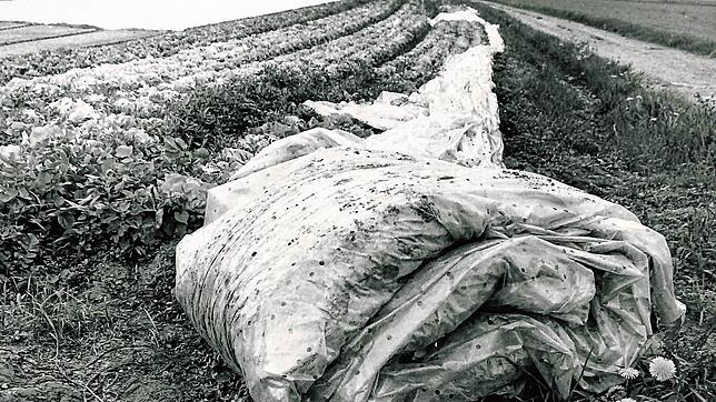 Die eingerollten Folien neben den Gemüsebeeten mussten nach dem Unfall in Tschernobyl wegen möglicher Radioaktivität als Sondermüll ...