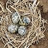 Ein Gelege der Sauldorfer Kiebitze. Sie sind Bodenbrüter. Kiebitze legen meist vier Eier in ein Nest in einer kleinen Mulde mit wenig ...