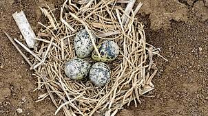 Ein Gelege der Sauldorfer Kiebitze. Sie sind Bodenbrüter. Kiebitze legen meist vier Eier in ein Nest in einer kleinen Mulde mit wenig ...