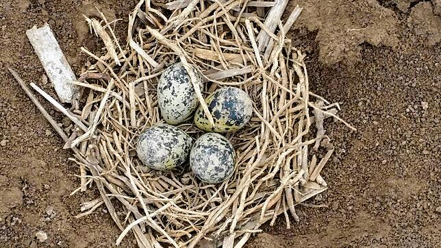 Ein Gelege der Sauldorfer Kiebitze. Sie sind Bodenbrüter. Kiebitze legen meist vier Eier in ein Nest in einer kleinen Mulde mit wenig ...