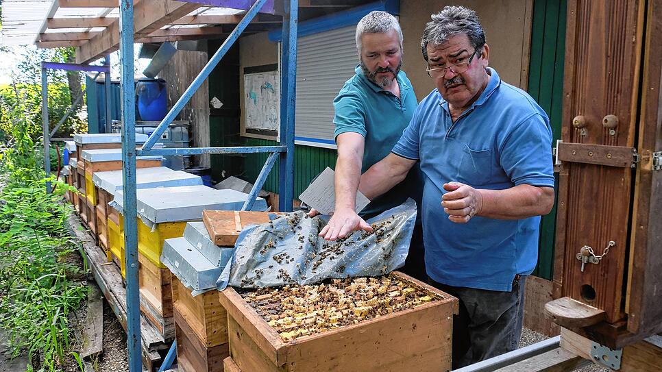 Wer Bienen halten möchte, sollte keine Angst davor haben, gestochen zu werden.