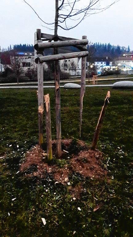 Hier wurde eine ganze Gehölzgruppe zerstört.