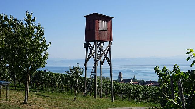Ein Wahrzeichen hat ausgedient: Nach fast 47 Jahren wurde der alte Traubenwachturm abgerissen und wird durch einen modern gestalteten ...
