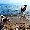 Bekanntschaft mit anderen Vierbeinern: Der Badestrand in Immenstaad ist eine von zwölf Badestellen für Hunde, die der SÜDKURIER ...