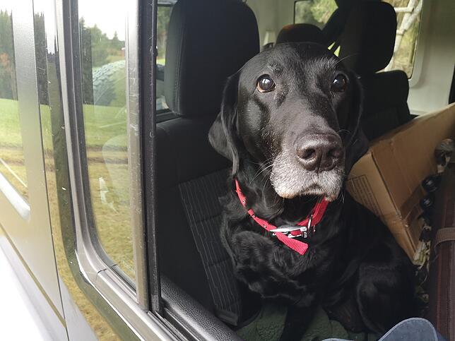 Auch Labradorhündin Maggie darf auf der Jagd nicht fehlen.