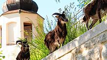 Auf einer Wiese unterhalb des Museumsgartens in Überlingen sind derzeit Soayschafe für die Landschaftspflege im Einsatz.
