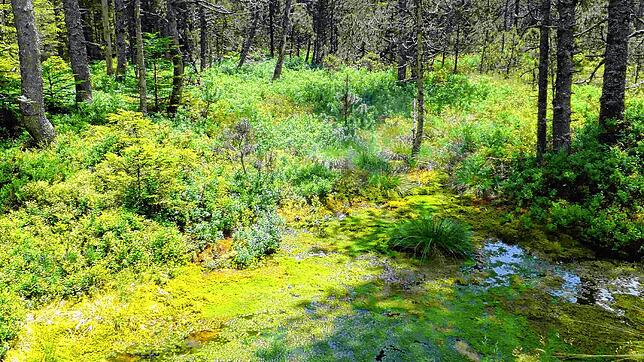 Das Horbacher Moor in Dachsberg bietet seltenen Tier- und Pflanzenarten einen Rückzugsort, ist selbst jedoch von Austrocknung bedroht. ...