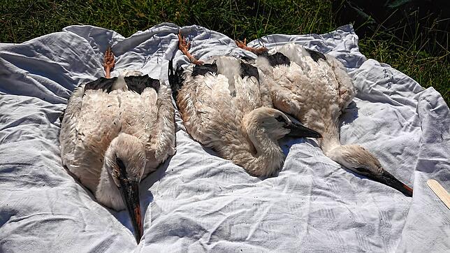 Die Störche in Efrizweiler werden vom Nest geholt und auf einem Tuch beringt.