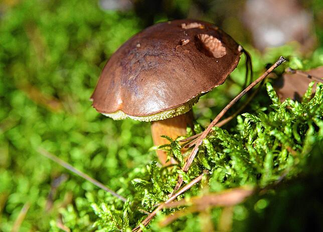 Wo Moos und Flechten gedeihen, wachsen auch gerne Pilze. Angeknabberte Exemplare sind kein Problem – die angeknabberte Stelle wird ...