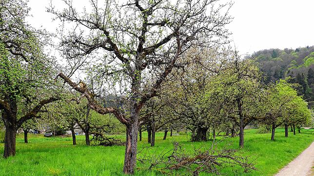 Bild : Das ist das Freiwiesle in Stahringen
