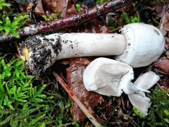 Der Karbol-Champignon hat eine gelbe Stielbasis. Er ist giftig.