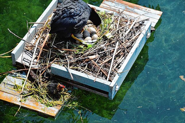 Bild 1: Hallo Welt! Immer mehr Küken bei Familie Blässhuhn auf dem Minifloß im Bodmaner Hafen schlüpfen