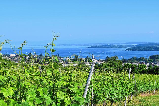 Grün und Blau: In Aufkirch lässt sich wunderbar zwischen Weinreben hindurch auf den See blicken.