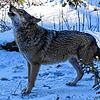 Ob Wölfe, Bären oder Luchse &ndash; im Alternativen Wolf- und Bärenpark Schwarzwald finden Wildtiere eine neue Heimat.
