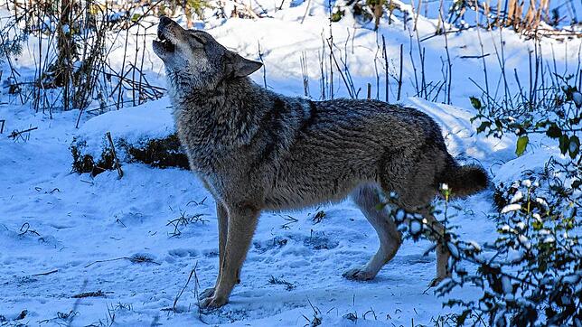 Ob Wölfe, Bären oder Luchse &ndash; im Alternativen Wolf- und Bärenpark Schwarzwald finden Wildtiere eine neue Heimat.