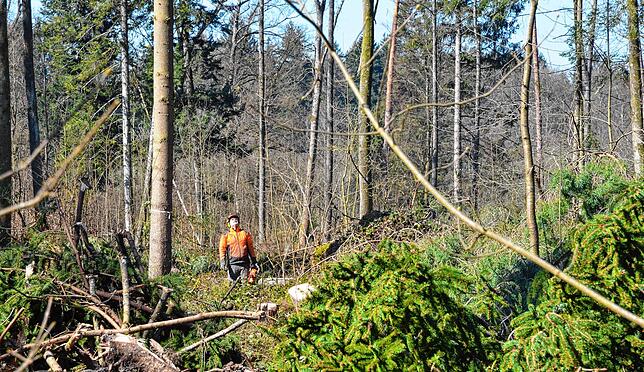 Bild 10: Wenn der Wald aufgeräumt wird: So laufen die Arbeiten im Gehau im Süden Markdorfs ab