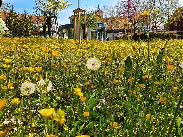 Bild 7: Mehr als Blumen und Stauden: So vielseitig sind die Aufgaben der Stadtgärtnerei Waldshut-Tiengen