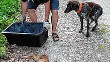 Jäger Oliver Emmert bringt das tote Kitz weg. Sein Hund braucht keine Leine, weil Emmert zum Jagen befugt ist, aber andere Hunde schon. ...