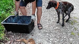 Jäger Oliver Emmert bringt das tote Kitz weg. Sein Hund braucht keine Leine, weil Emmert zum Jagen befugt ist, aber andere Hunde schon. ...