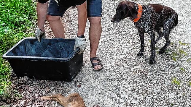 Jäger Oliver Emmert bringt das tote Kitz weg. Sein Hund braucht keine Leine, weil Emmert zum Jagen befugt ist, aber andere Hunde schon. ...