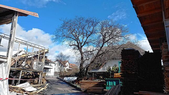 Auch dieser Baum stand bereits in Flammen, als die Rettungskräfte eintrafen. Links zerstörte Betriebsgebäude des Sägewerks, dahinter das ...