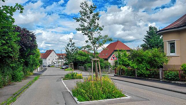 In der Dr.-Conrad-Gröber-Straße sorgen neue Bäume mit Unterpflanzung für eine Aufwertung – und verhindern seither, dass Lastwagen dort ...