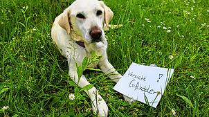 Hundebesitzer aufgepasst: In Donaueschingen ist ein Giftköder gefunden worden. Möglicherweise ist es nicht der einzige.