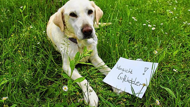Hundebesitzer aufgepasst: In Donaueschingen ist ein Giftköder gefunden worden. Möglicherweise ist es nicht der einzige.