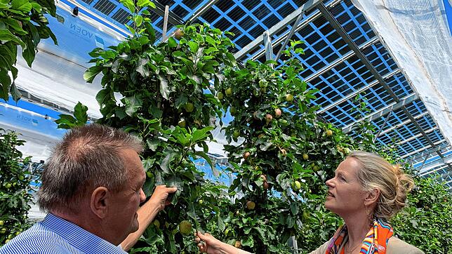 Hubert Bernhard führt Thekla Walker, Ministerin für Umwelt, Klima und Energiewirtschaft in Baden-Württemberg, über seine Apfelplantage ...