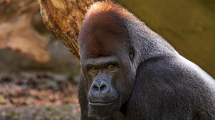 Gorilla M‘Tongé ist tot. Das 26-jährige Tier musste am Freitag, 27. Juni, eingeschläfert werden.