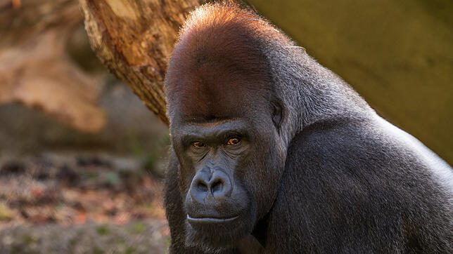 Gorilla M‘Tongé ist tot. Das 26-jährige Tier musste am Freitag, 27. Juni, eingeschläfert werden.