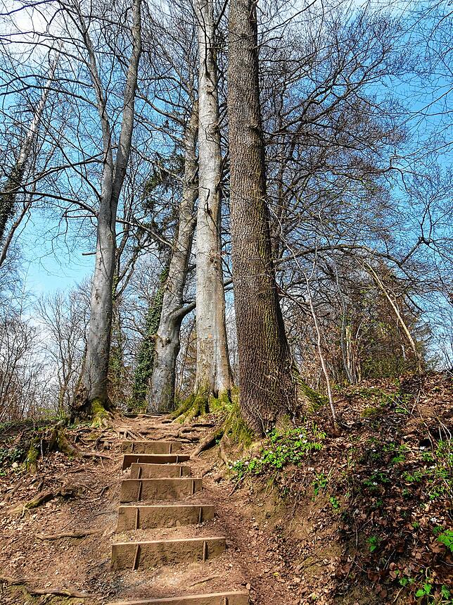 150 Höhenmeter auf 1,7 Kilometer: Der Anstieg in Richtung Gehrenbergturm fordert, ist aber auch für weniger geübte Wanderer gut zu ...