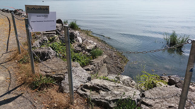 Hier fließt der Buchenbach in den Bodensee. Tagelang führte er eine stinkende Brühe mit &ndash; Abwasser.