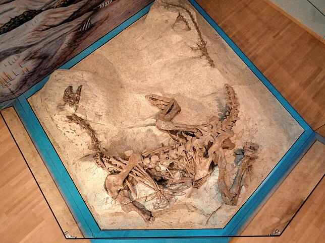 Im Sauriermuseum stammen die meisten Ausstellungsstücke aus der Tongrube in Frick. So auch dieses Skelett eines Plateosaurus ...