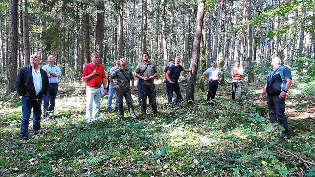 Fachkundig begleitet vom Forstpersonal verschaffte sich der Gemeinderat bei einer Waldbegehung ein Bild von der Situation im Geisinger ...