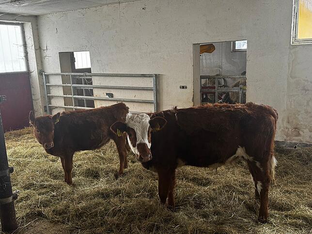 Leben im Stall: Ein befreundeter Landwirt hat zwei seiner Tiere bei Andreas Fendt untergestellt. Er hat sie die kleine Bella und der ...