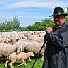 Schäfer Michael Thonnet ist mit seiner Schafherde seit Anfang Mai wieder zurück auf dem Hohentwiel.
