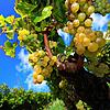 Die Region Bodensee überzeugt mit hochwertigem Wein, mildem Klima und idyllischer Landschaft.