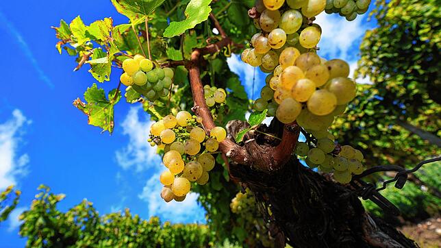 Die Region Bodensee überzeugt mit hochwertigem Wein, mildem Klima und idyllischer Landschaft.