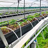 Die remontierenden Erdbeeren auf dem Blanhof in Öhningen.