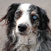 Anna ist unter der Woche bei Heinz-Peter und Inge Frech. Sie kümmern sich um den Hund ihres Sohnes und gehen regelmäßig mit ihm spazieren.