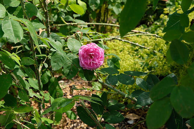 „Mixed border“ heißt eine derartige Bepflanzung mit Rosen und Begleitstauden nach englischem Vorbild. Diese Rose heißt ...