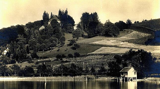 Unterhalb vom Arenenberg wurden die 400 Müller-Thurgau Stecklinge von Albert Röhrenbach und Gottfried Ainser in Empfang genommen und ...