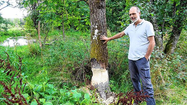 Stefan Walther vom Landschaftserhaltungsverband zeigt, wo, wie an dieser Zitterpappel, im Naturschutzgebiet Gifizenmoos bei Mönchweiler ...