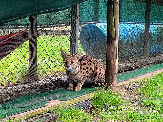 Serval-Dame Ayomi beobachtet aufmerksam, was um sie herum geschieht.