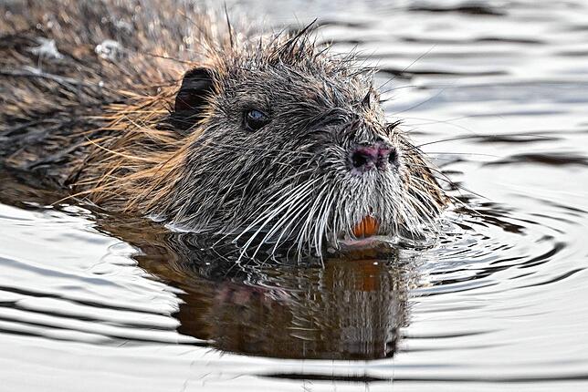 Die Nutria wird auch Sumpfbiber genannt, ist jedoch kleiner als ein Biber und hat im Gegenteil zum Biber keinen platten sondern einen ...