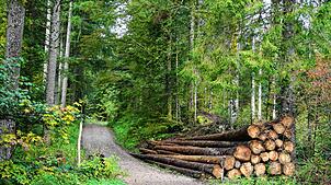 Trotz schwankender Preise rechnet die Gemeinde Todtmoos im kommenden Jahr mit einem Gewinn bei der Holzernte. Unser Bild entstand im ...