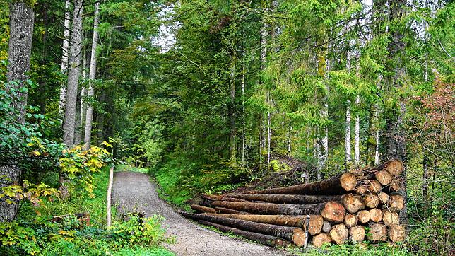 Trotz schwankender Preise rechnet die Gemeinde Todtmoos im kommenden Jahr mit einem Gewinn bei der Holzernte. Unser Bild entstand im ...
